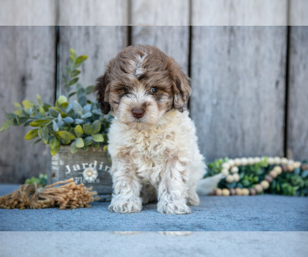 Medium Photo #2 Poodle (Miniature)-Portuguese Water Dog Mix Puppy For Sale in FREDERICKSBURG, OH, USA