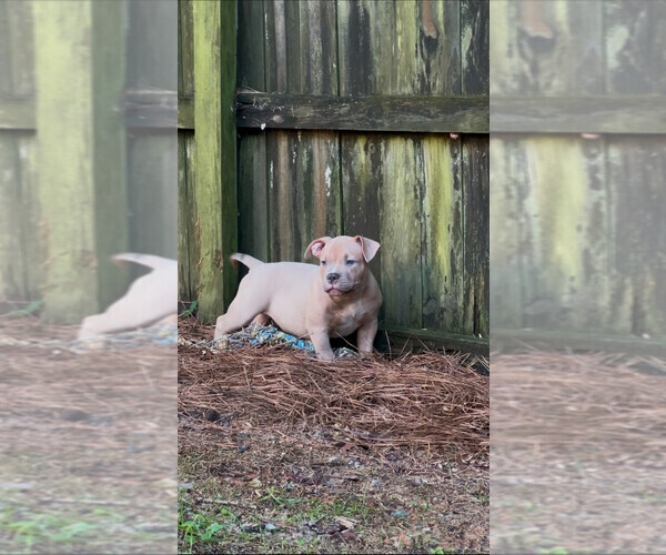 Medium Photo #2 American Bully Puppy For Sale in LAWRENCEVILLE, GA, USA