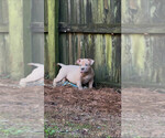 Small #1 American Bully