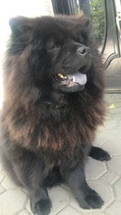 Mother of the Chow Chow puppies born on 06/06/2016