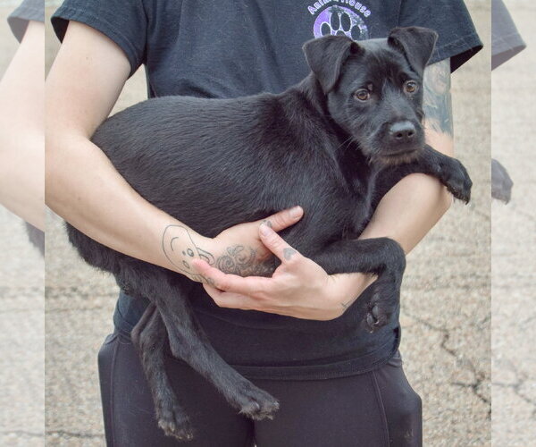 Medium Photo #3 Labrador Retriever-Unknown Mix Puppy For Sale in Huntley, IL, USA
