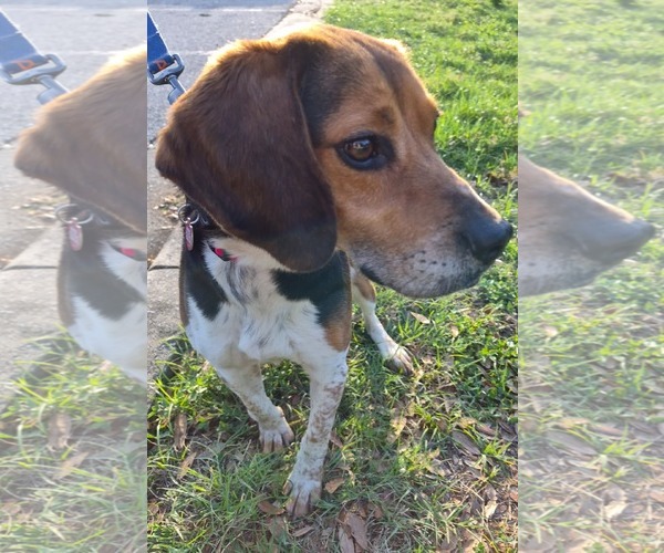 Medium Photo #6 Beagle Puppy For Sale in Dunnellon, FL, USA