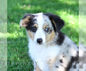 Miniature Australian Shepherd Puppy for sale in REBERSBURG, PA, USA