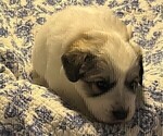 Small Photo #20 Great Pyrenees Puppy For Sale in MOUNT AIRY, NC, USA