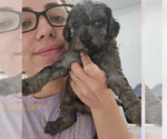 Puppy Puppy 2 Poodle (Toy)