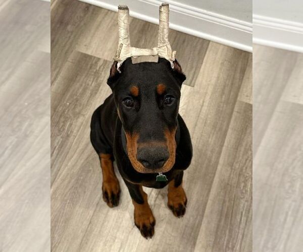 Medium Photo #48 Doberman Pinscher Puppy For Sale in FORT LAUDERDALE, FL, USA