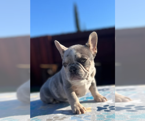 Medium Photo #3 French Bulldog Puppy For Sale in SACRAMENTO, CA, USA