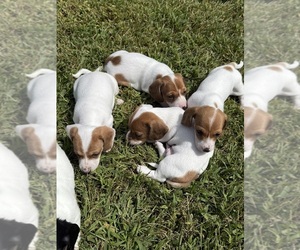 Dachshund Puppy for Sale in ASHLAND, Nebraska USA