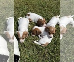 Image preview for Ad Listing. Nickname: Litter of 4