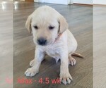 Puppy 3 Labrador Retriever