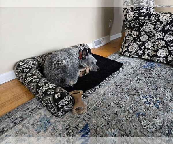 Medium Photo #2 Mutt Puppy For Sale in Garden City, NY, USA