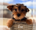 Small #4 Yorkshire Terrier