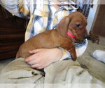 Small Photo #12 Dachshund Puppy For Sale in OWEN, WI, USA