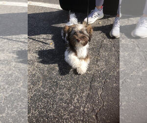 Havanese Puppy for sale in TRAVERSE CITY, MI, USA