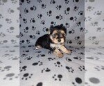 Small #5 Morkie