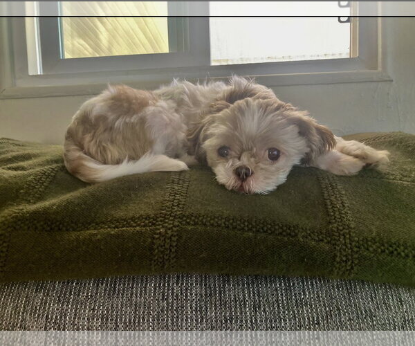 Medium Photo #2 Shih Tzu Puppy For Sale in Escondido, CA, USA