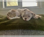Small #1 Shih Tzu
