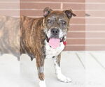 Small #8 Boxer Mix