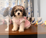 Litter of 3 - Male(s) and Female(s) Cockapoo (Miniature)Litter of Puppies for Sale - Photo #28