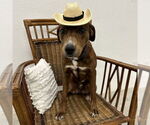 Small #2 American Pit Bull Terrier
