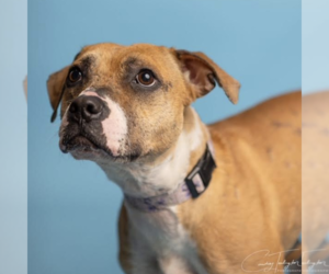 Phoebe - Female Bulldog-Staffordshire Bull Terrier Mix Dog for Adoption - Photo #3