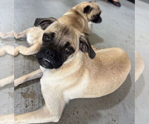 Pug Dogs for adoption in San Antonio, TX, USA