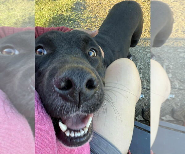 Medium Photo #7 Labrador Retriever-Unknown Mix Puppy For Sale in Canton, CT, USA