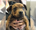 Small American Staffordshire Terrier-Labrador Retriever Mix