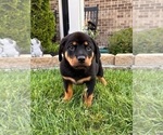Small Photo #5 Rottweiler Puppy For Sale in INDIANAPOLIS, IN, USA