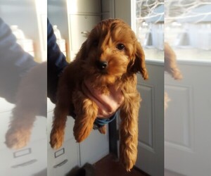 Cavalier King Charles Spaniel-Poodle (Toy) Mix Puppy for sale in CHILI, WI, USA