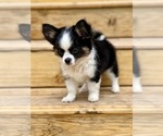 Small Photo #13 Chihuahua Puppy For Sale in AIKEN, SC, USA