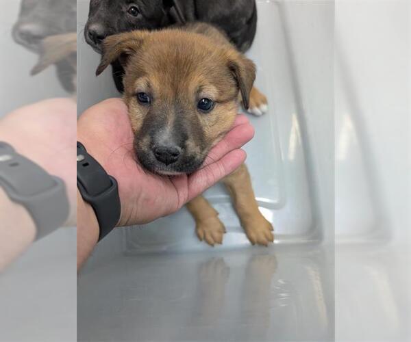 Medium Photo #1 German Shepherd Dog-Unknown Mix Puppy For Sale in Corpus Christi, TX, USA
