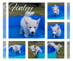 Small Photo #10 Pomsky Puppy For Sale in NILES, OH, USA
