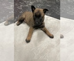 Small Photo #84 Belgian Malinois Puppy For Sale in REESEVILLE, WI, USA