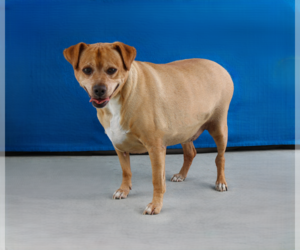 ARCHIE - Male Retriever -Unknown Mix Dog for Adoption - Photo #2