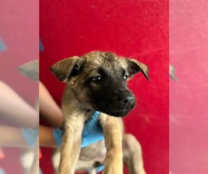 Mutt Dogs for adoption in Visalia, CA, USA