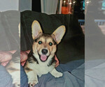 Puppy Ross Pembroke Welsh Corgi