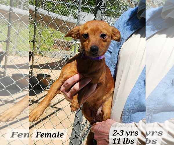 Medium Photo #3 Mutt Puppy For Sale in Royal Palm Beach, FL, USA