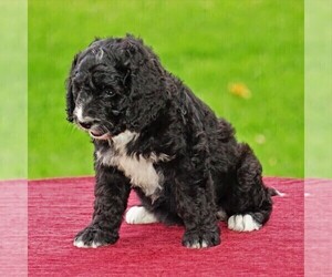 Bernedoodle Puppy for sale in THORP, WI, USA