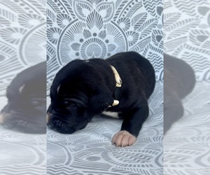 Great Dane Puppy for sale in MARSHVILLE, NC, USA