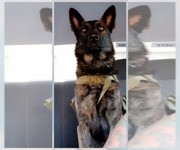 Medium Photo #1 Dutch Shepherd Dog Puppy For Sale in SACRAMENTO, CA, USA