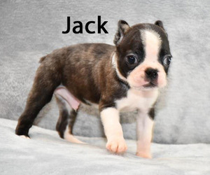Boston Terrier Puppy for sale in HOMINY, OK, USA