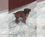 Small Photo #8 Boxer Puppy For Sale in AFTON, WY, USA