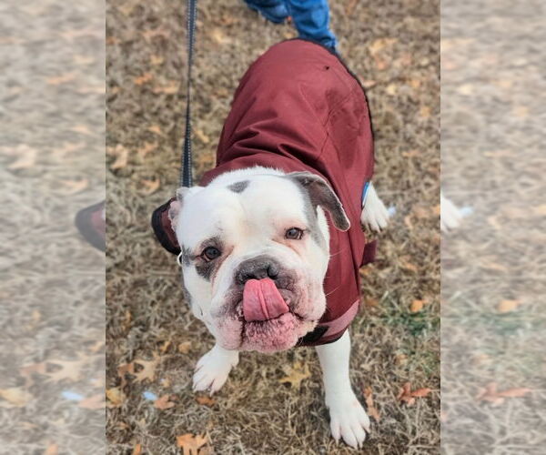 Medium Photo #2 American Bulldog Puppy For Sale in Lawrenceville, NJ, USA