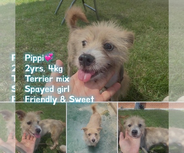 Medium Photo #1 Pomeranian-Unknown Mix Puppy For Sale in Agoura Hills, CA, USA