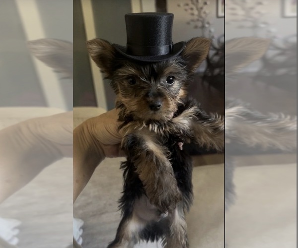 Medium Photo #1 Yorkshire Terrier Puppy For Sale in VIRGINIA BEACH, VA, USA