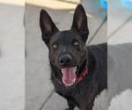 Small #1 German Shepherd Dog Mix
