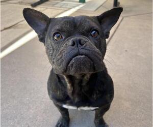 French Bulldog-Unknown Mix Dogs for adoption in Martinez, CA, USA
