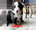 Small #8 Bernese Mountain Dog