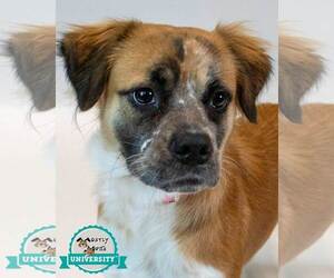 Boxer-Colonial Cocker Spaniel Mix Dogs for adoption in Kennesaw, GA, USA